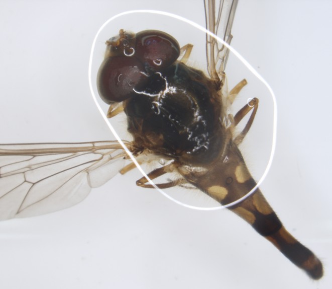 Depredadores de homopteros - Homoptera predators - Depredadores de homopteros >> Adulto M. auricollis.jpg
